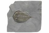 Dalmanites Trilobite Fossil - New York #219919-1